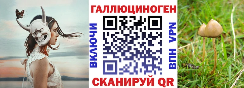 наркота кракен ссылки Галлюциногенные грибы Psilocybine cubensis Кыштым